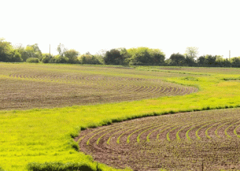 Iowa’s Planting Surge: Corn and Soybean Progress Outpaces Previous Years Despite Dry Conditions