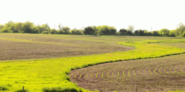 Iowa’s Planting Surge: Corn and Soybean Progress Outpaces Previous Years Despite Dry Conditions