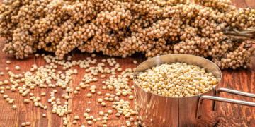 Sorghum: The Ancient Grain Making a Modern Comeback – A Nutrient Powerhouse for Sustainable Farming