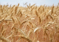Russia’s Wheat Dominance: Record Harvests and Global Market Leadership in 2025/26