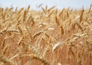 Russia’s Wheat Dominance: Record Harvests and Global Market Leadership in 2025/26