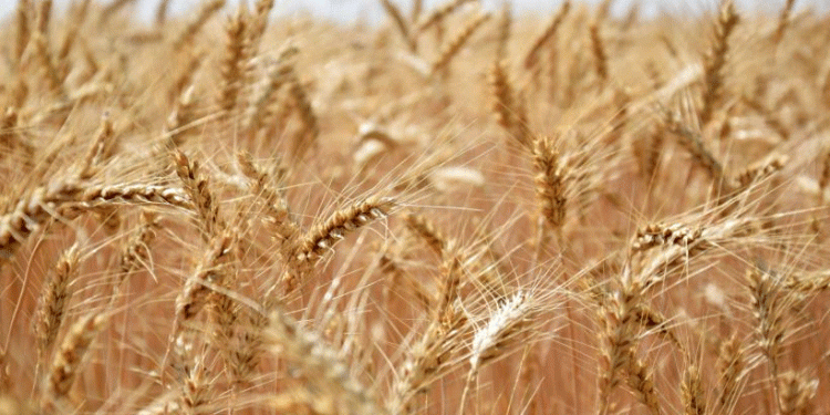 Russia’s Wheat Dominance: Record Harvests and Global Market Leadership in 2025/26