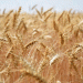 Russia’s Wheat Dominance: Record Harvests and Global Market Leadership in 2025/26