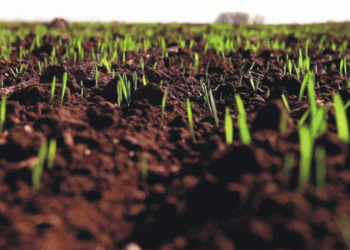 Wheat Crisis in Russia’s Rostov Region: Septoria Threatens 50% Yield Loss Amid Water Scarcity