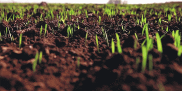 Wheat Crisis in Russia’s Rostov Region: Septoria Threatens 50% Yield Loss Amid Water Scarcity