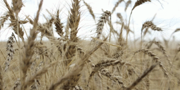 China’s Wheat and Barley Imports Surge Amid Domestic Crop Concerns: What It Means for Global Markets