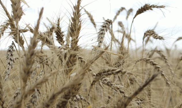 China’s Wheat and Barley Imports Surge Amid Domestic Crop Concerns: What It Means for Global Markets