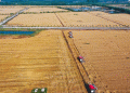 China’s Sudden Wheat and Barley Buying Spree: What It Means for Global Agriculture