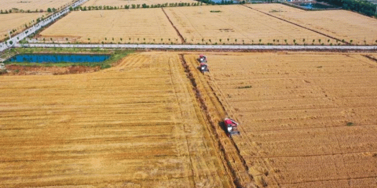 China’s Sudden Wheat and Barley Buying Spree: What It Means for Global Agriculture