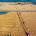 China’s Sudden Wheat and Barley Buying Spree: What It Means for Global Agriculture