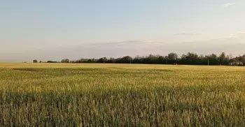 Wheat Pollen Surge in Rostov: Health Risks for Farmers and Agricultural Workers