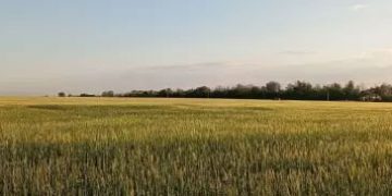 Wheat Pollen Surge in Rostov: Health Risks for Farmers and Agricultural Workers