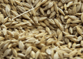 Russia’s Wheat Exports Surpass Expectations: Key Markets and Future Outlook