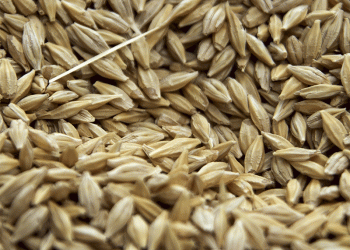 Russia’s Wheat Exports Surpass Expectations: Key Markets and Future Outlook