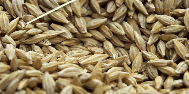 Russia’s Wheat Exports Surpass Expectations: Key Markets and Future Outlook