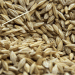 Russia’s Wheat Exports Surpass Expectations: Key Markets and Future Outlook