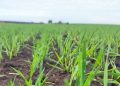 Innovative Wheat and Triticale Varieties Show Promise in Suzdal Field Trials