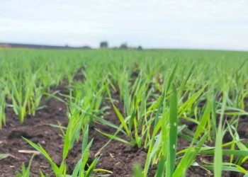 Innovative Wheat and Triticale Varieties Show Promise in Suzdal Field Trials