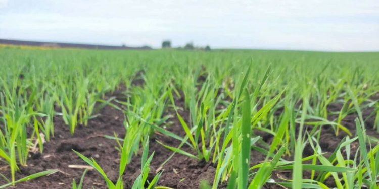 Innovative Wheat and Triticale Varieties Show Promise in Suzdal Field Trials