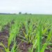 Innovative Wheat and Triticale Varieties Show Promise in Suzdal Field Trials