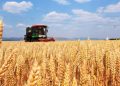 China’s 2025 Winter Wheat Harvest: Trends, Challenges, and Innovations in Modern Agriculture