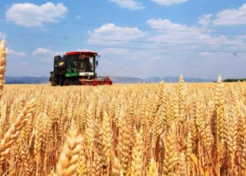 China’s 2025 Winter Wheat Harvest: Trends, Challenges, and Innovations in Modern Agriculture