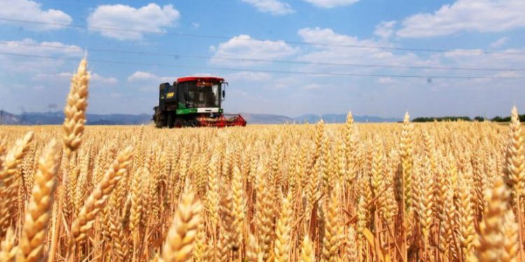 China’s 2025 Winter Wheat Harvest: Trends, Challenges, and Innovations in Modern Agriculture