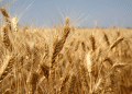 2025 Wheat Quality Monitoring in Rostov: What Farmers and Agronomists Need to Know