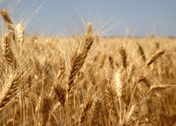 2025 Wheat Quality Monitoring in Rostov: What Farmers and Agronomists Need to Know