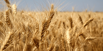2025 Wheat Quality Monitoring in Rostov: What Farmers and Agronomists Need to Know