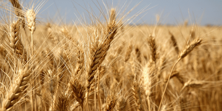 2025 Wheat Quality Monitoring in Rostov: What Farmers and Agronomists Need to Know