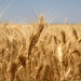 2025 Wheat Quality Monitoring in Rostov: What Farmers and Agronomists Need to Know