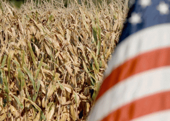 Winter Wheat in Peril: Drought Threatens Yield Potential Across U.S. Plains