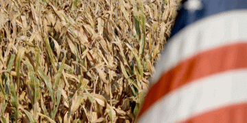 Winter Wheat in Peril: Drought Threatens Yield Potential Across U.S. Plains