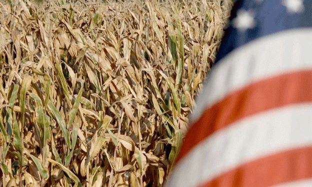 Winter Wheat in Peril: Drought Threatens Yield Potential Across U.S. Plains