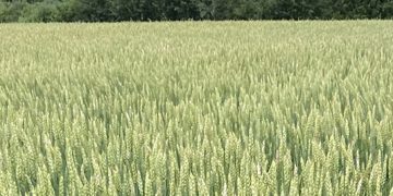 Global Wheat Market Volatility: Weather Woes, Export Surges, and the Fight for Yield Stability