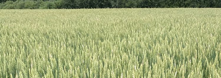 Global Wheat Market Volatility: Weather Woes, Export Surges, and the Fight for Yield Stability