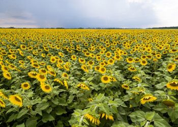 Wheat vs. Alternatives: Shifting Trends in Russian Agriculture Amid Export Challenges