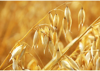 Revolutionizing Oat Yield Prediction: How AI and Drone Technology Are Shaping the Future of Smart Farming