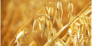 Revolutionizing Oat Yield Prediction: How AI and Drone Technology Are Shaping the Future of Smart Farming