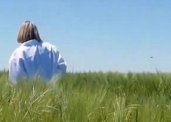 Barley, Wheat, and Soybean Field Inspections: How Certification Boosts Seed Quality and Farm Profits
