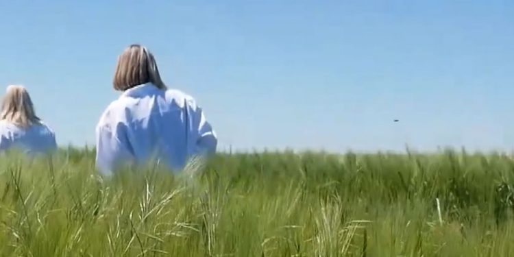 Barley, Wheat, and Soybean Field Inspections: How Certification Boosts Seed Quality and Farm Profits