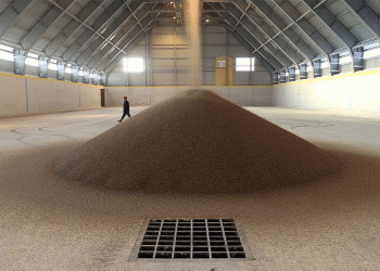 Russia’s Grain Intervention Sales Hit Another Record Low: What Does This Mean for Farmers and the Market?