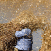 Egypt’s Shifting Wheat Strategy: Implications for Farmers and Global Markets