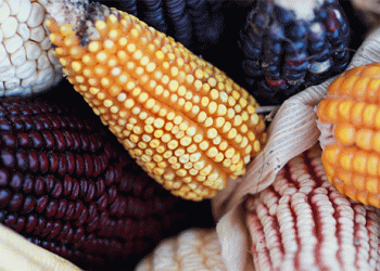 Vanishing Crops: The Silent Crisis in Agricultural Biodiversity and Its Global Impact