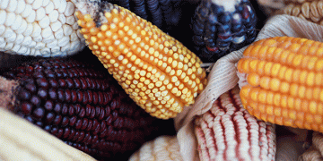 Vanishing Crops: The Silent Crisis in Agricultural Biodiversity and Its Global Impact