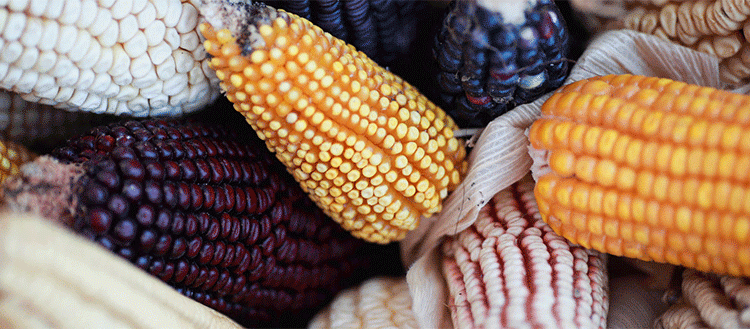 Vanishing Crops: The Silent Crisis in Agricultural Biodiversity and Its Global Impact