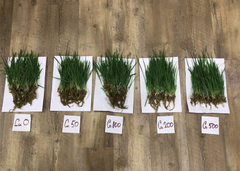 Oats as Natural Heavy Metal Cleaners: How This Crop Can Detoxify Contaminated Soils