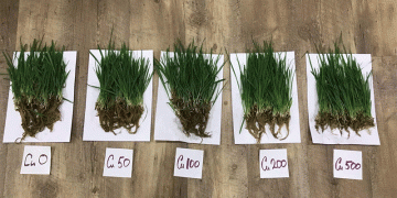 Oats as Natural Heavy Metal Cleaners: How This Crop Can Detoxify Contaminated Soils