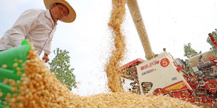 China’s Summer Wheat Harvest: Key Trends and Global Implications